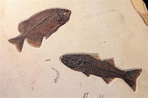 green river fossil fish identification.